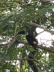 Ramphastos tucanus