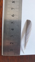 Cossypha caffra caffra