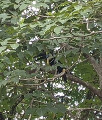 Ramphastos tucanus
