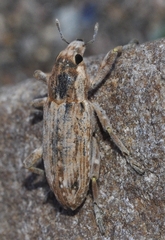 Temnorhinus mixtus