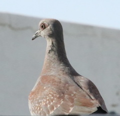Columba guinea phaeonota