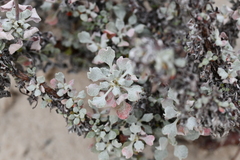 Eriogonum tenellum