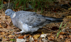 Columba palumbus