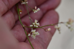 Eriogonum tenellum