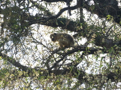 Alouatta caraya