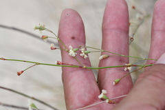 Eriogonum tenellum