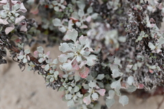 Eriogonum tenellum