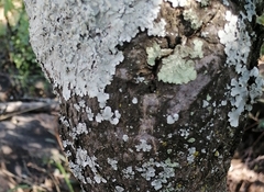 Lannea discolor
