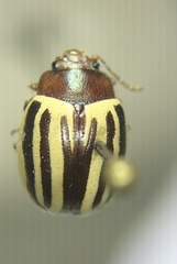Zygogramma continua