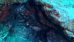 Heteropriacanthus fulgens