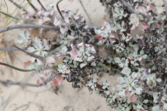 Eriogonum tenellum