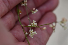 Eriogonum tenellum