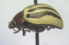 Zygogramma continua