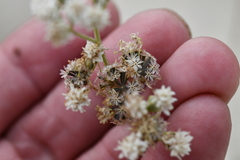 Florestina tripteris
