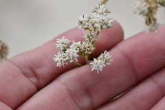 Florestina tripteris