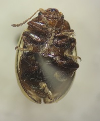 Zygogramma continua