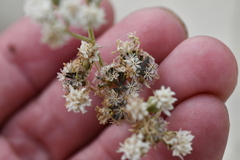 Florestina tripteris