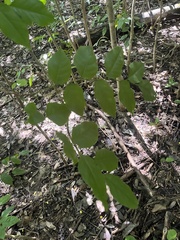 Pterocarpus