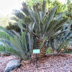 Encephalartos princeps
