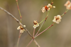 Eriogonum tenellum