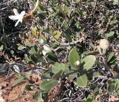 Ancylobothrys capensis