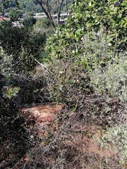 Ancylobothrys capensis