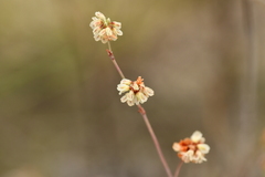 Eriogonum tenellum