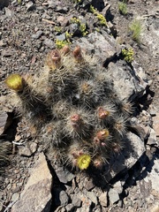 Austrocactus coxii