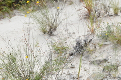 Eriogonum tenellum