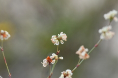 Eriogonum tenellum