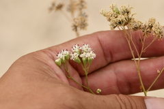 Florestina tripteris