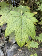 Vitis