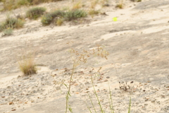 Florestina tripteris