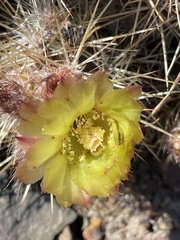 Austrocactus coxii