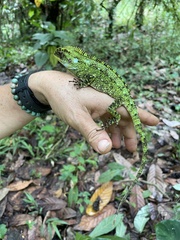 Enyalioides oshaughnessyi
