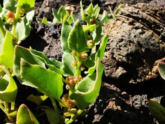 Patellifolia procumbens image