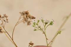 Florestina tripteris
