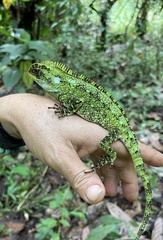 Enyalioides oshaughnessyi