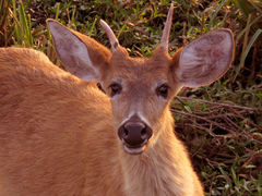 Blastocerus dichotomus