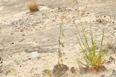 Florestina tripteris