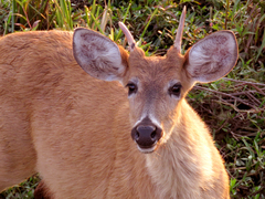 Blastocerus dichotomus