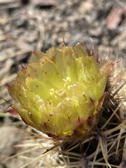 Austrocactus coxii