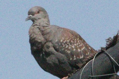 Columba guinea phaeonota