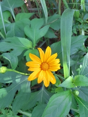 Tithonia diversifolia