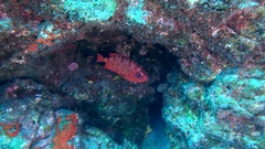 Heteropriacanthus fulgens