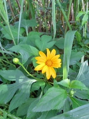 Tithonia diversifolia