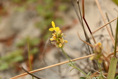Dalea prostrata