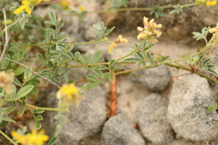Dalea prostrata