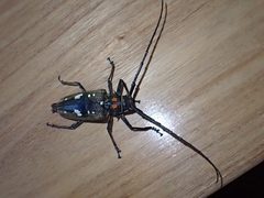 Batocera celebiana