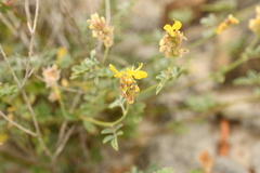 Dalea prostrata